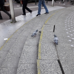 Columba livia domestica