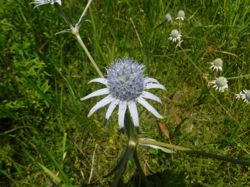 Marsh Rattlesnake Master from Polk County, FL, USA on August 2, 2021 at