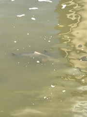 Rachycentron canadum