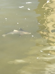 Rachycentron canadum