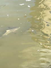 Rachycentron canadum