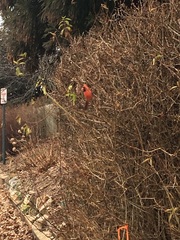 Cardinalis cardinalis cardinalis