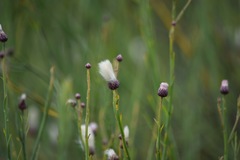 Baccharis juncea