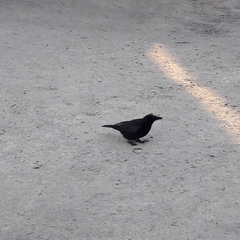 Corvus corone