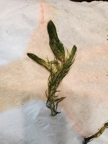 Farwell's Water-milfoil (Myriophyllum farwellii)