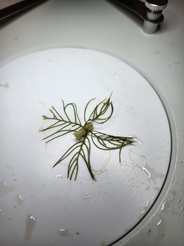 Image of Myriophyllum farwellii by (c) Norma Malinowski, some rights reserved (CC BY)