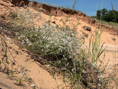 Asperula graveolens