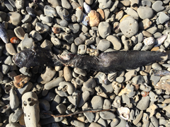 Cebidichthys violaceus