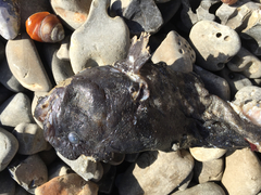 Cebidichthys violaceus