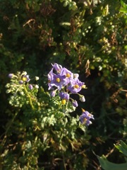 Solanum pinnatum