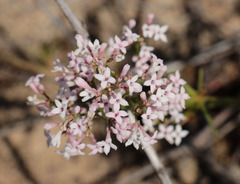 Asperula graveolens