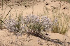 Asperula graveolens