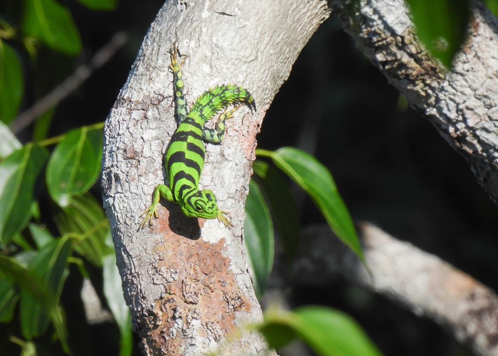 Green Thornytail Iguana from Manaus - AM, Brasil on July 28, 2023 at 09