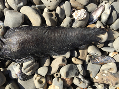 Cebidichthys violaceus