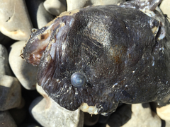 Cebidichthys violaceus