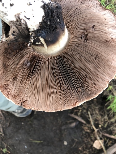 Agaricus lilaceps image