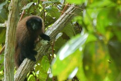 Urubamba Brown Titi photo 2