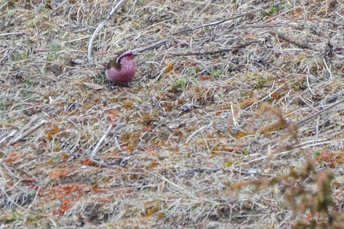 Himalayan White-browed Rosefinch (Carpodacus thura), photo 4