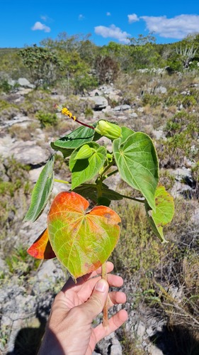 Pavonia luetzelburgii