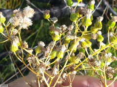 Senecio paniculatus