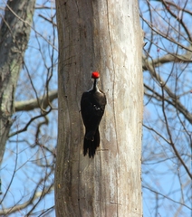 Dryocopus pileatus