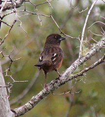 Pipilo erythrophthalmus alleni