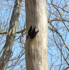 Dryocopus pileatus