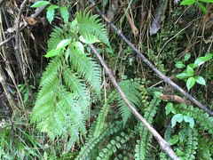 Leptolepia novae-zelandiae