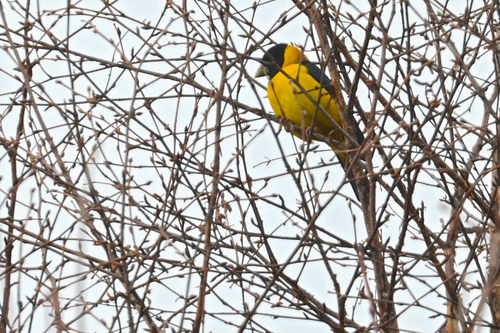Collared Grosbeak (Mycerobas affinis), photo 7