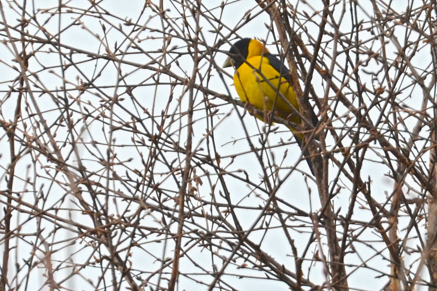 Collared Grosbeak (Mycerobas affinis), photo 7