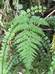 Leptolepia novae-zelandiae