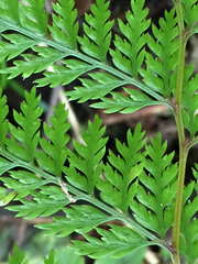 Leptolepia novae-zelandiae