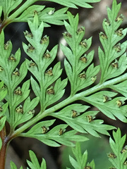 Leptolepia novae-zelandiae