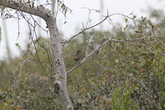 Pipilo erythrophthalmus alleni