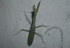 Stagmatoptera septentrionalis