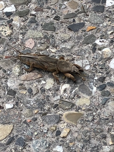 European Mole Cricket, Golfpark Spandersbosch, Hilversum, Noord-Holland, NL, photo 6 of 10