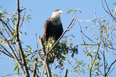 Caracara plancus