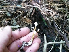 Cordyceps sinclairii