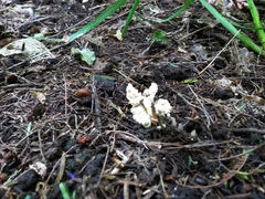 Cordyceps sinclairii