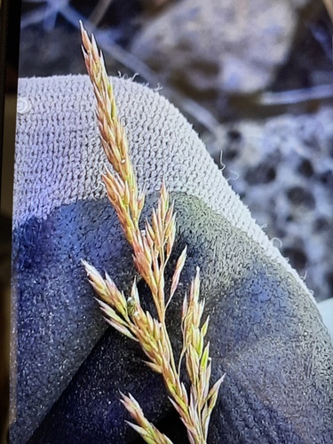 Agrostis stolonifera observed 2023-07-28