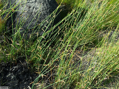 Elegia thyrsifera