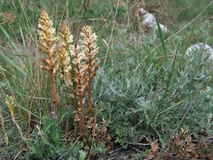 Orobanche artemisiae-campestris