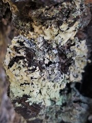 Flavopunctelia borrerioides