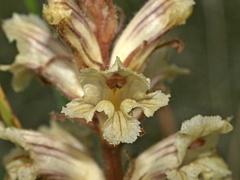 Orobanche artemisiae-campestris