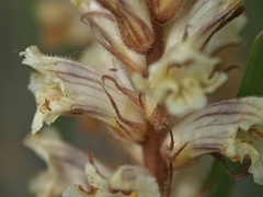 Orobanche artemisiae-campestris