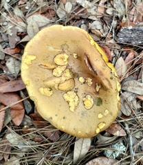 Pulchroboletus rubricitrinus image