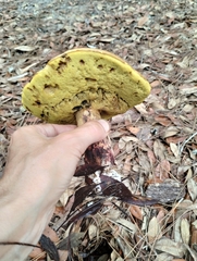 Pulchroboletus rubricitrinus image