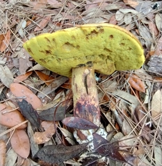 Pulchroboletus rubricitrinus image