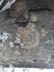 Lecanora circumborealis