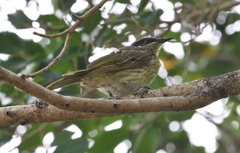 Gavicalis versicolor